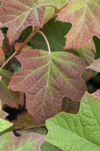 Hydrangea querc. 'Harmony' - 30-40 CM C3 - image 4