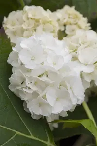 Hydrangea querc. 'Harmony' - 40-60 CM C10 - image 2