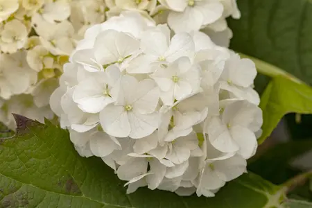 Hydrangea querc. 'Harmony' - P9 - image 1