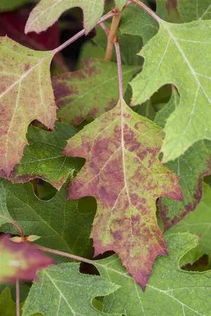 Hydrangea querc. 'Ice Crystal'? - 80-100 CM C12 - image 1