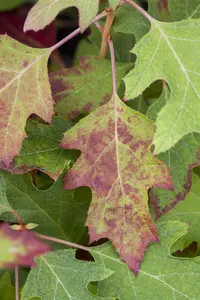 Hydrangea querc. 'Ice Crystal'?  - 100-125 CM C12 - image 1