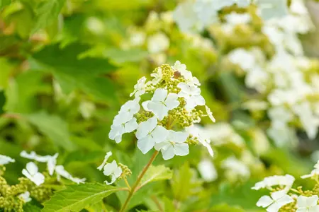 Hydrangea querc. 'Ice Crystal'?  - 2 Ltr pot - image 5