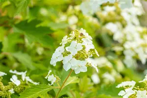 Hydrangea querc. 'Ice Crystal'?  - 2 Ltr pot - image 5