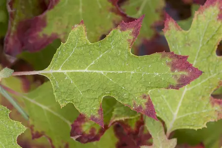 Hydrangea querc. 'Ice Crystal'?  - 30-40 CM C3.5 - image 2