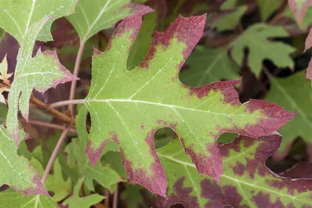 Hydrangea querc. 'Ice Crystal'?  - 40-50 CM C4 - image 3