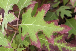 Hydrangea querc. 'Ice Crystal'?  - 40-50 CM C4 - image 3