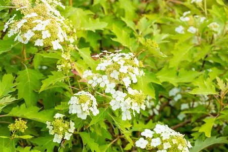Hydrangea querc. 'Ice Crystal'? - 80-100 CM C12 - image 4