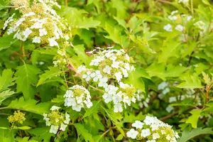 Hydrangea querc. 'Ice Crystal'? - 80-100 CM C12 - image 4