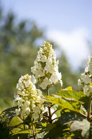 Hydrangea querc. 'Munchkin'  - 3 Ltr pot - image 2
