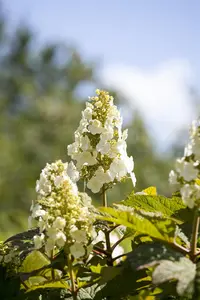 Hydrangea querc. 'Munchkin'  - 3 Ltr pot - image 2