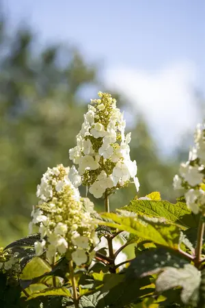 Hydrangea querc. 'Munchkin'  - 60-80 CM C10
