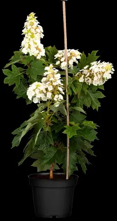 Hydrangea querc. 'Munchkin'  - 3 Ltr pot - image 1