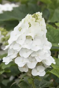 Hydrangea querc. 'Pee Wee' - P9 - image 2