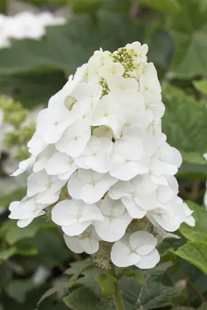 Hydrangea querc. 'Pee Wee' - 50-60 CM C5 - image 2