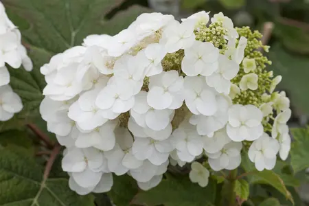 Hydrangea querc. 'Pee Wee' - P9 - image 1