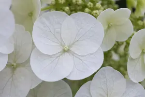 Hydrangea querc. 'Pee Wee' - 30-40 CM C5 - image 3