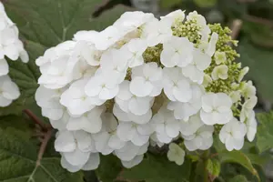 Hydrangea querc. 'Pee Wee' - 50-60 CM C3 - image 3
