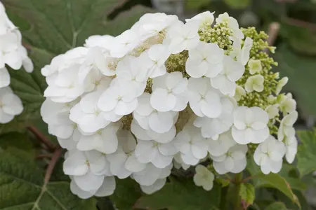 Hydrangea querc. 'Pee Wee' - 50-60 CM C5 - image 1