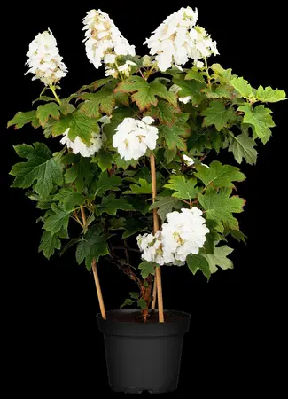 Hydrangea querc. 'Ruby Slippers'? - 40-50 CM C7.5 - image 1