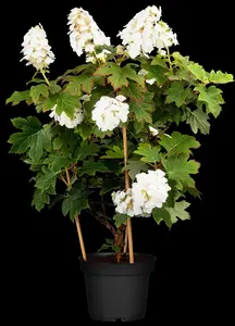 Hydrangea querc. 'Ruby Slippers'? - 40-50 CM C7.5 - image 5