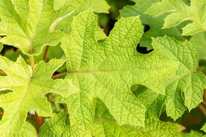 Hydrangea querc. 'Ruby Slippers'? - 30-40 CM C2 - image 5