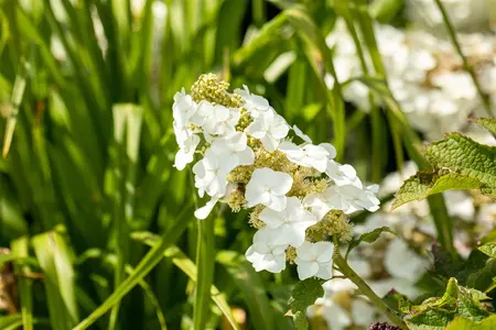 Hydrangea querc. 'Ruby Slippers'? - 2 Ltr pot - image 2