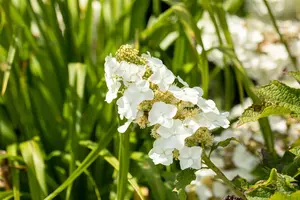 Hydrangea querc. 'Ruby Slippers'? - 2 Ltr pot - image 2