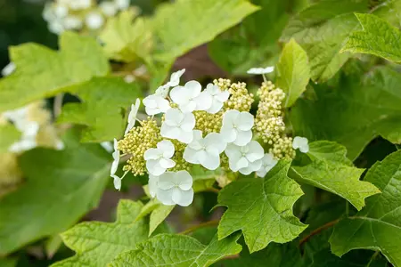 Hydrangea querc. 'Ruby Slippers'? - 50-60 CM C10 - image 2