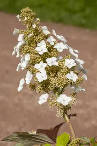 Hydrangea querc. 'Sikes Dwarf' - 10 Ltr pot - image 3