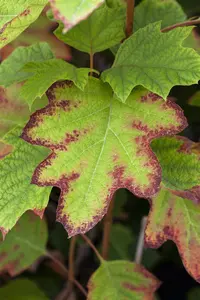 Hydrangea querc. 'Sikes Dwarf' - 10 Ltr pot - image 3
