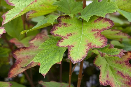 Hydrangea querc. 'Sikes Dwarf' - 60-80 CM C7.5 - image 2