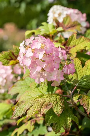 Hydrangea querc. 'Snow Queen' - 2 Ltr pot - image 2