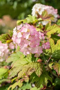 Hydrangea querc. 'Snow Queen' - 2 Ltr pot - image 2