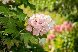 Hydrangea querc. 'Snow Queen' - 2 Ltr pot - image 3