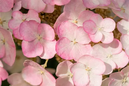 Hydrangea querc. 'Snow Queen' - 30-40 CM C3 - image 4