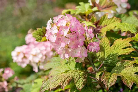 Hydrangea querc. 'Snow Queen' - 2 Ltr pot - image 1