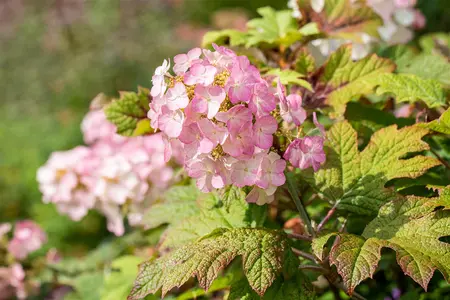 Hydrangea querc. 'Snow Queen' - 30-40 CM C2 - image 1