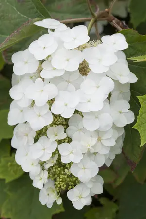 Hydrangea querc. 'Snowcicle' - P9