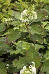 Hydrangea querc . 'Tennessee Clone' - 40-50 CM C10