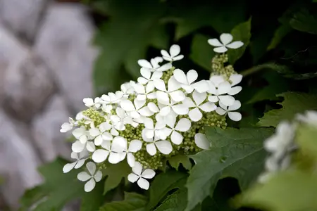 Hydrangea quercifolia - 2 Ltr pot - image 2