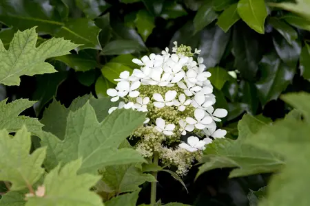 Hydrangea quercifolia - 2 Ltr pot - image 4
