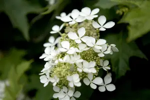 Hydrangea quercifolia - 40-50 CM C10 - image 3