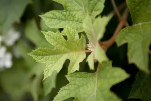 Hydrangea quercifolia