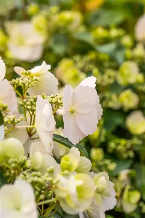 Hydrangea 'Runaway Bride'? - C35 - image 2