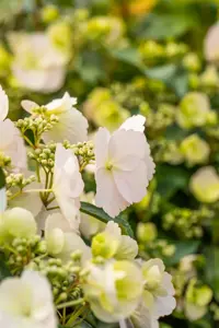 Hydrangea 'Runaway Bride'? - C35 - image 2