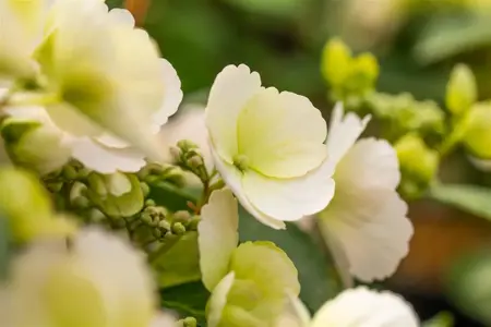 Hydrangea 'Runaway Bride'? - C35 - image 1