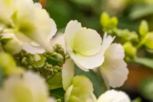 Hydrangea 'Runaway Bride'?
