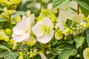 Hydrangea 'Runaway Bride'? - C35 - image 3