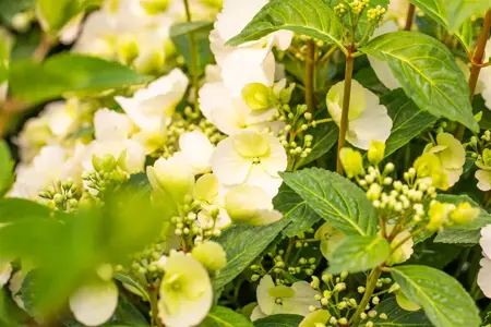 Hydrangea 'Runaway Bride'? - C35 - image 4