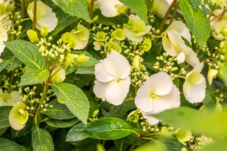 Hydrangea 'Runaway Bride'? - C35 - image 5